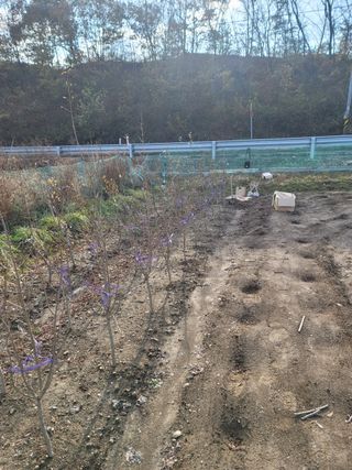 일심묘목농원님의 기타작물 · 자유게시판 작성글 사진