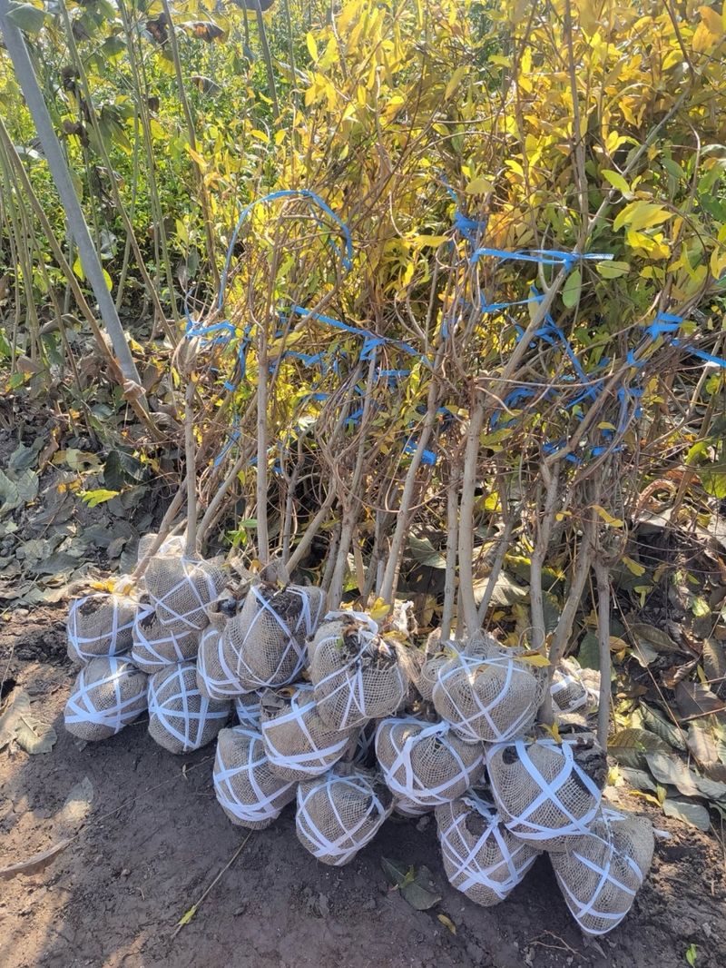 장터 상품 [슈퍼왕석류 3년생 결실주 분묘] 썸네일