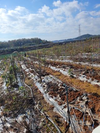 심덕배님의 기타작물 · 자유게시판 작성글 사진