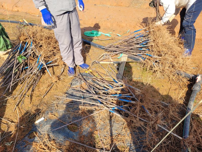 심덕배님의 장터 판매 상품 [체리묘목 1년생] 첨부 사진
