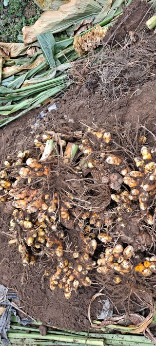 장준재님의 기타작물 · 자유게시판 작성글 사진