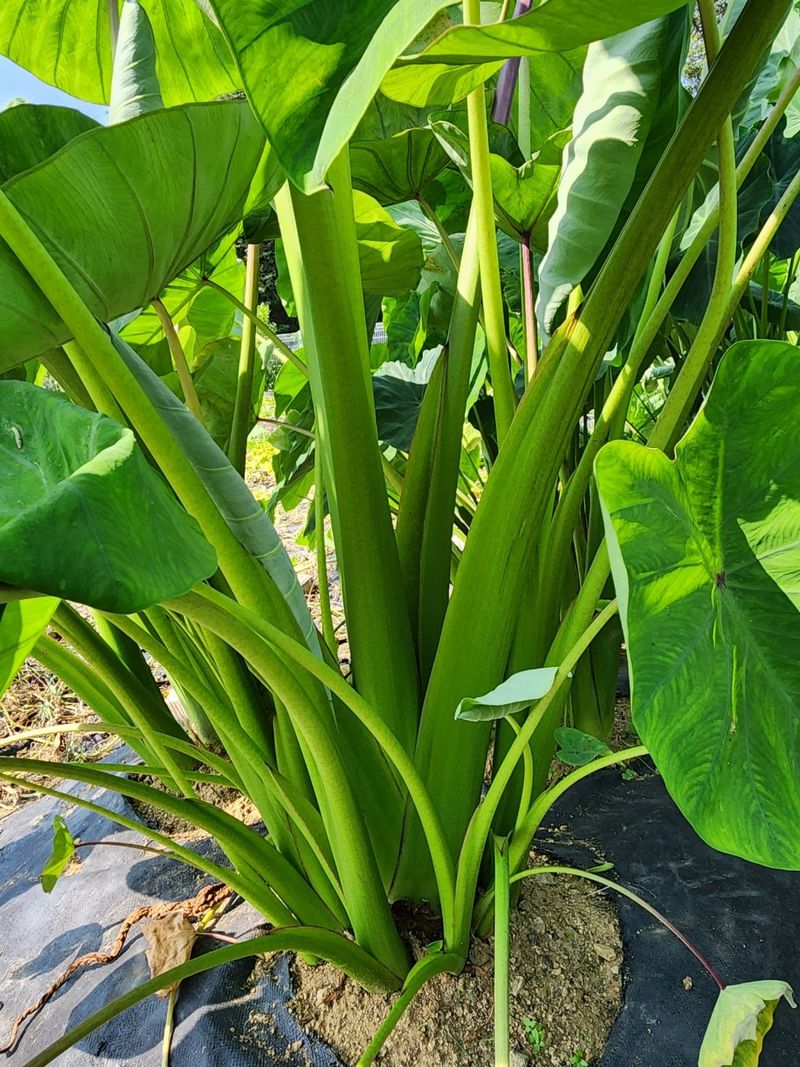 장터 상품 [왕토란 종근판매 ] 썸네일