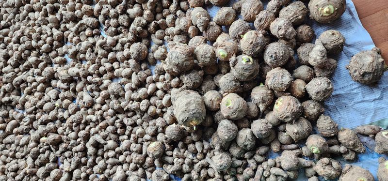 박동현님의 장터 판매 상품 [왕토란 종근판매 ] 첨부 사진