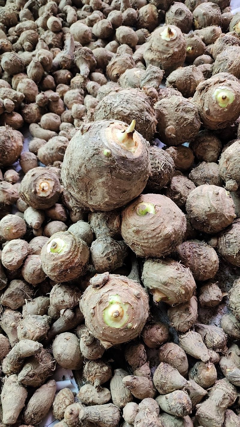 박동현님의 장터 판매 상품 [왕토란 종근판매 ] 첨부 사진