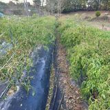 팜모닝 고추·병해충상담 게시글 이미지