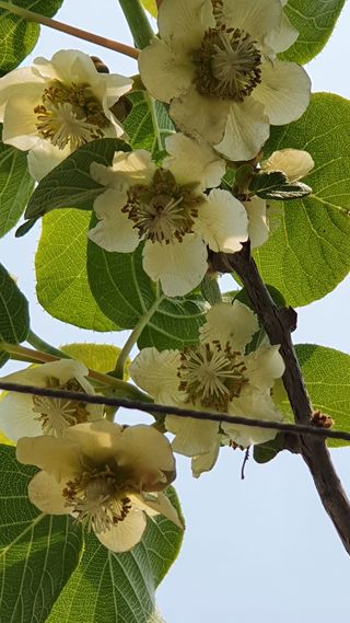 복숭아님의 기타작물 · 자유게시판 작성글 사진