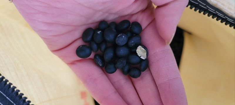 이은호님의 장터 판매 상품 [검정콩(귀족서리태), 메주콩, 팥 판매] 첨부 사진