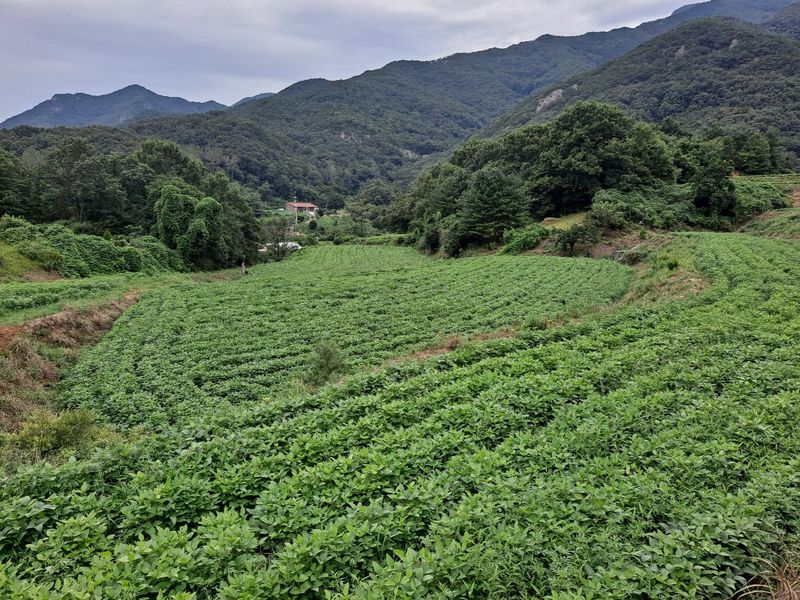 하남연님의 장터 판매 상품 [ 햇서리태 청자5호 1kg 판매완료] 첨부 사진