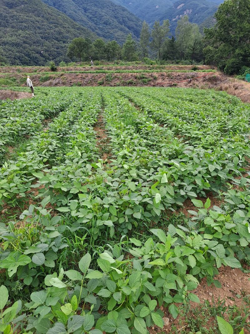 하남연님의 장터 판매 상품 [ 햇서리태 청자5호 1kg 판매완료] 첨부 사진