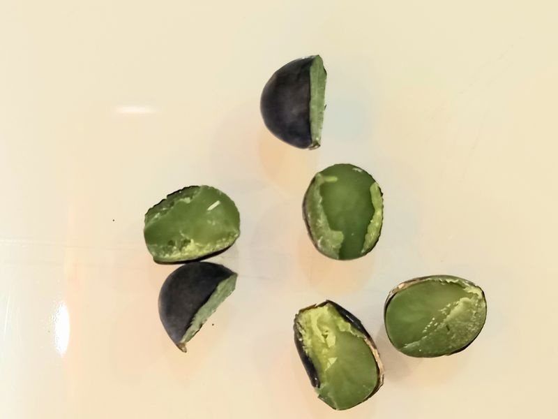 하남연님의 장터 판매 상품 [ 햇서리태 청자5호 1kg 판매완료] 첨부 사진