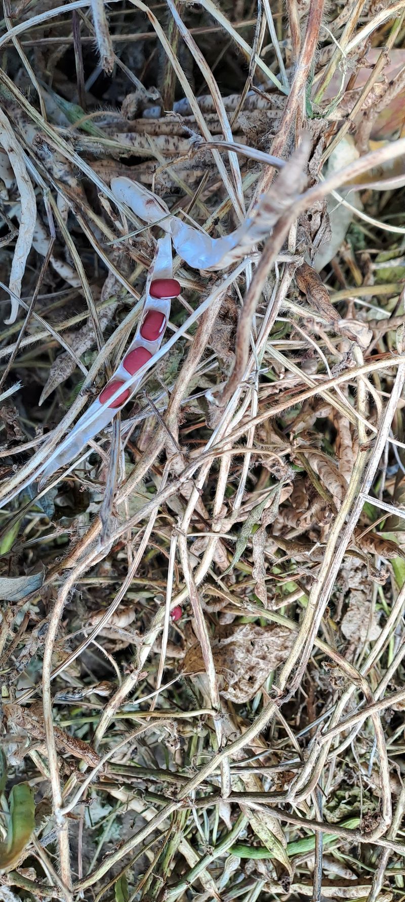 교보생명전용식님의 장터 판매 상품 [서리태 ] 첨부 사진