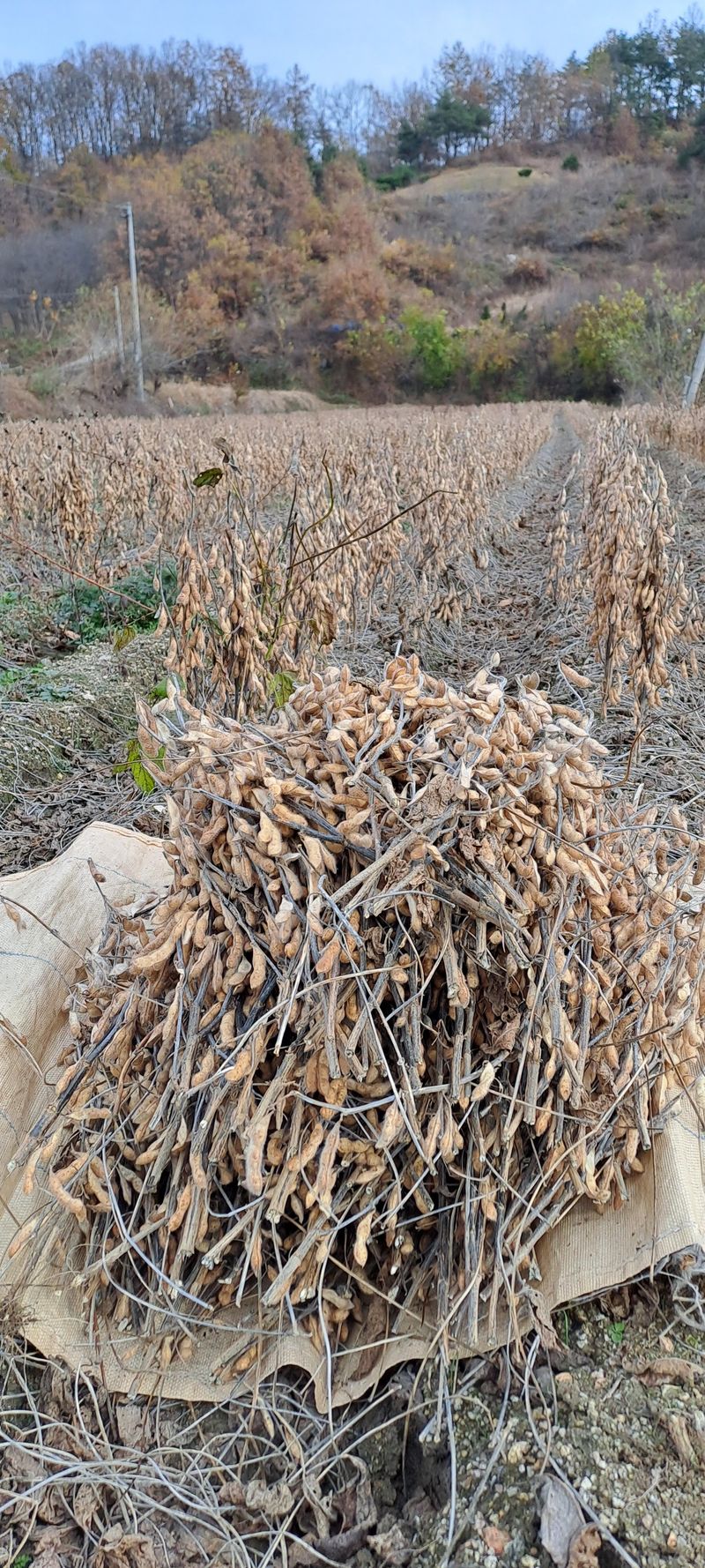 교보생명전용식님의 장터 판매 상품 [서리태 ] 첨부 사진