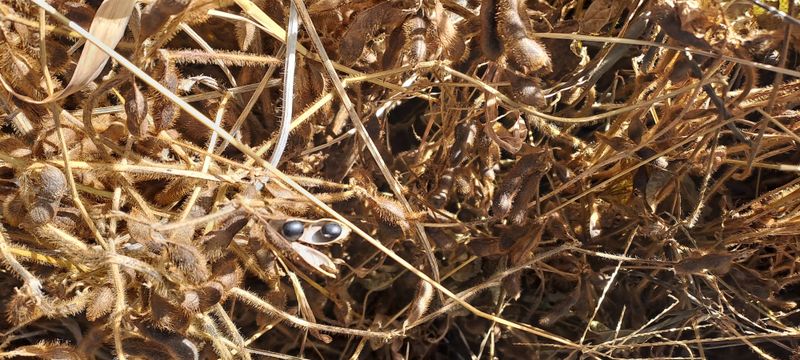 교보생명전용식님의 장터 판매 상품 [서리태 ] 첨부 사진