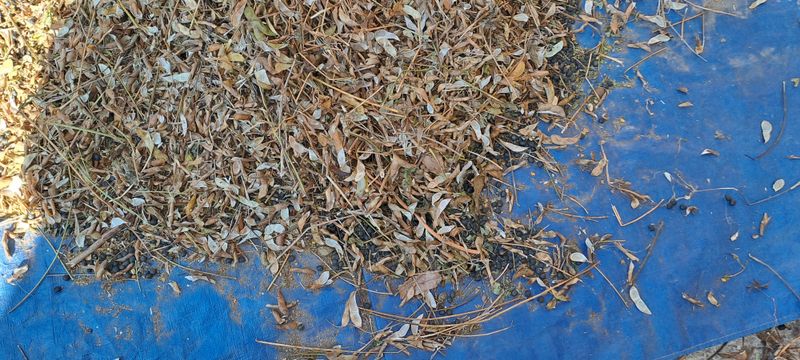 교보생명전용식님의 장터 판매 상품 [서리태 ] 첨부 사진