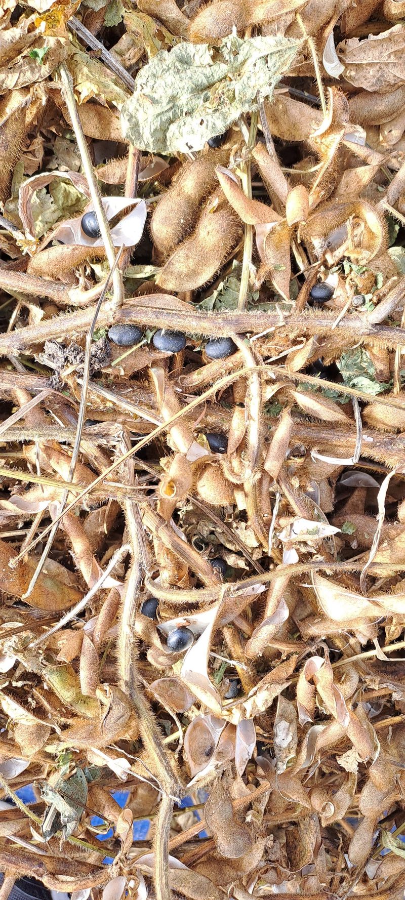 교보생명전용식님의 장터 판매 상품 [서리태 ] 첨부 사진