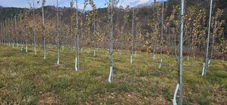 염인수님의 사과 · 일상 작성글 사진