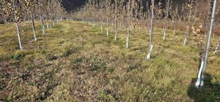 염인수님의 사과 · 일상 작성글 사진