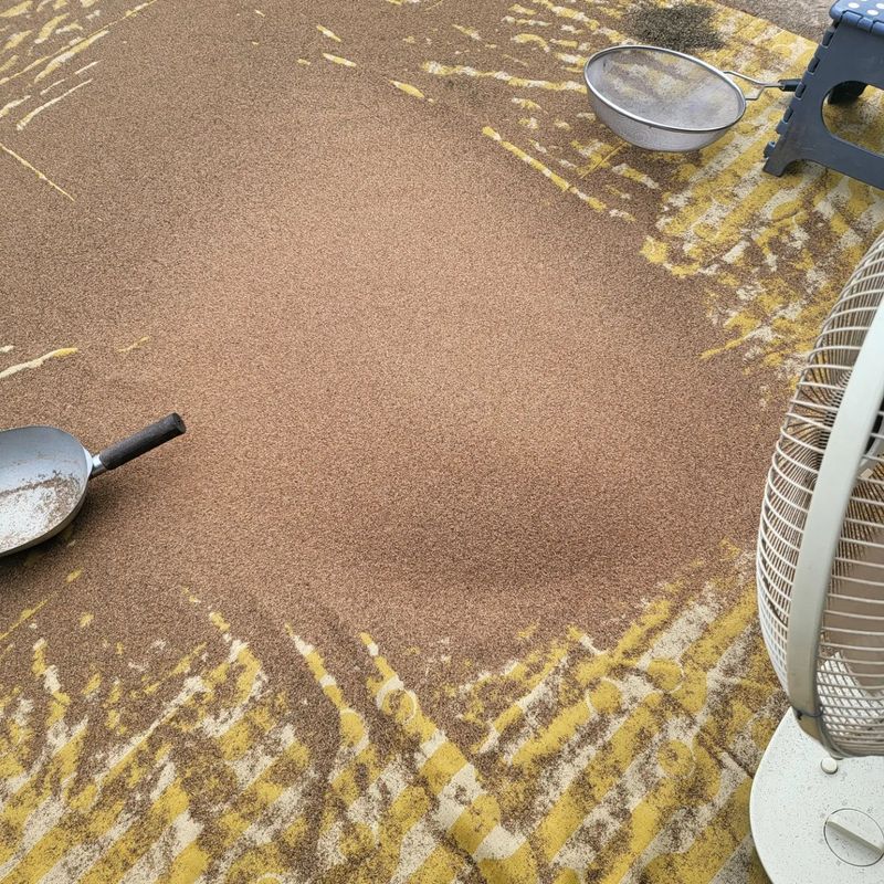 장터 상품 [2023년 햇 잔대씨앗  판매합니다.•••1kg•••] 썸네일