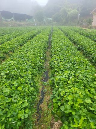 노지잔대재배7년차님의 작성글 사진