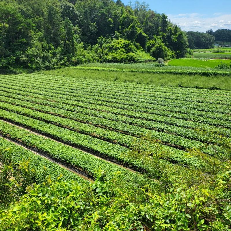 노지잔대재배7년차님의 장터 판매 상품 [2023년 햇 잔대씨앗  판매합니다.•••1kg•••] 첨부 사진