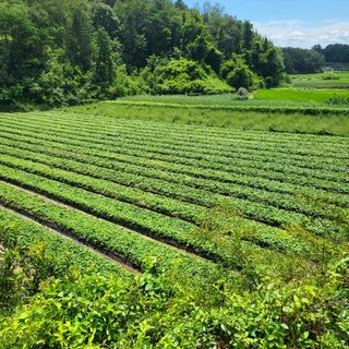 노지잔대재배7년차님의 작성글 사진