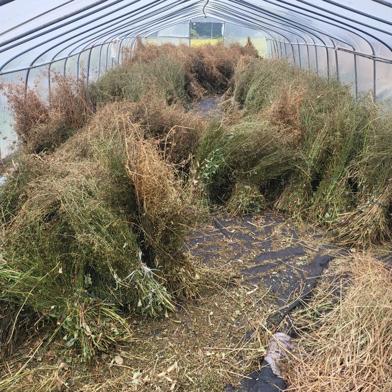 노지잔대재배7년차님의 장터 판매 상품 [2023년 햇 잔대씨앗  판매합니다.•••1kg•••] 첨부 사진