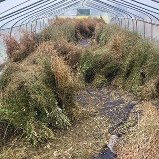 노지잔대재배7년차님의 작성글 사진