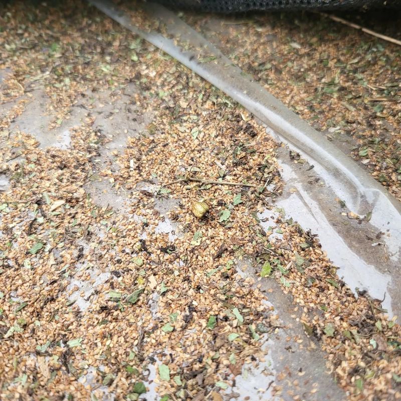 노지잔대재배7년차님의 장터 판매 상품 [2023년 햇 잔대씨앗  판매합니다.•••1kg•••] 첨부 사진