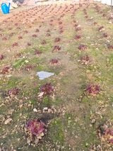 팜모닝 상추·자유게시판 게시글 이미지