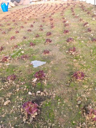 강순옥님의 상추 · 자유게시판 작성글 사진