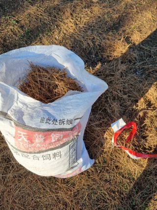 새의눈님의 블루베리 · 영농일지 작성글 사진