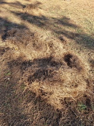 새의눈님의 블루베리 · 영농일지 작성글 사진