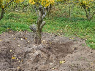 봉구~아삭아삭님의 배 · 영농일지 작성글 사진