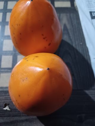 팜모닝회원 김순달 님의 감 · 자유게시판 작성글 사진