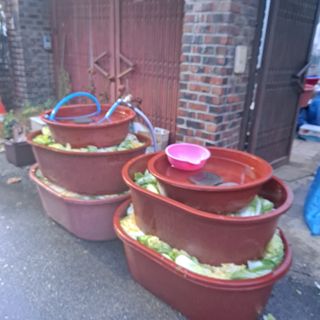 마늘16716님의 마늘 · 영농일지 작성글 사진