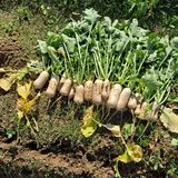 팜모닝 마늘·영농일지 게시글 이미지