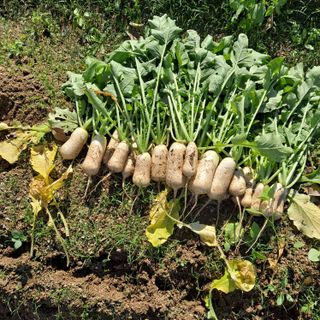 마늘16716님의 마늘 · 영농일지 작성글 사진