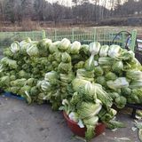 팜모닝 파·영농일지 게시글 이미지