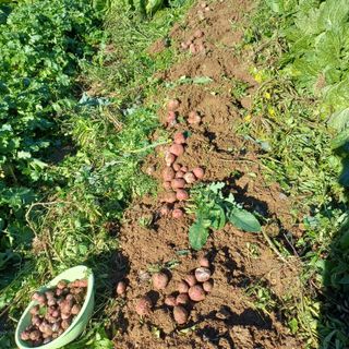 삼성농산님의 감자 · 영농일지 작성글 사진