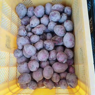 삼성농산님의 감자 · 영농일지 작성글 사진