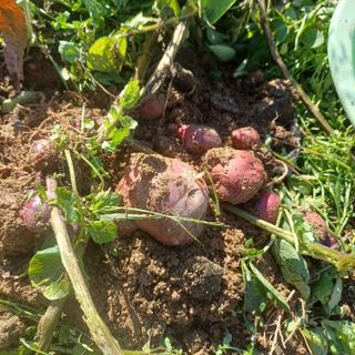 삼성농산님의 감자 · 영농일지 작성글 사진