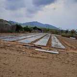 팜모닝 마늘·영농일지 게시글 이미지