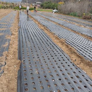 마늘16716님의 마늘 · 영농일지 작성글 사진