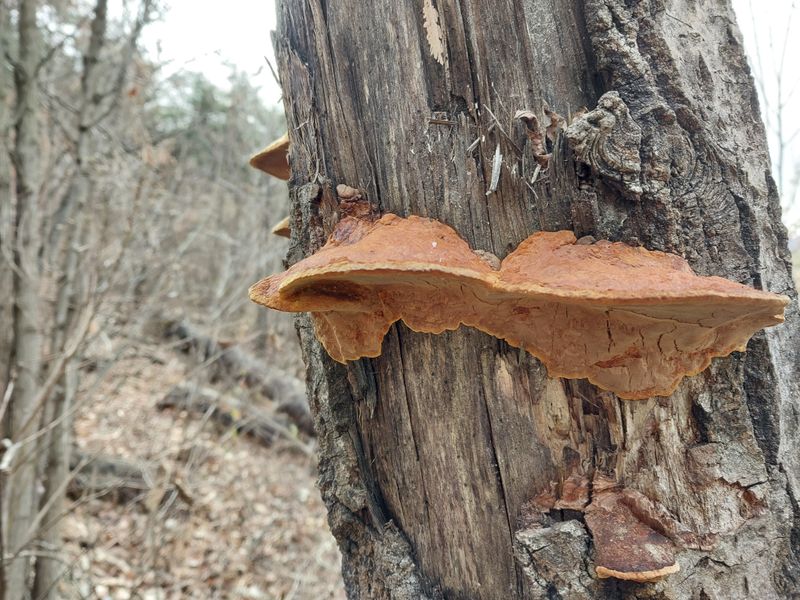 김봉호님의 장터 판매 상품 [황철상황 1키로] 첨부 사진