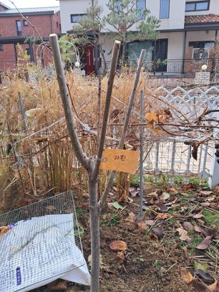 서상기 은퇴농장님의 최근 산 물건을 알려주세요! · 참여글 작성글 사진