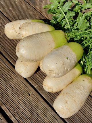 꽃뫼마실님의 배추 · 영농일지 작성글 사진