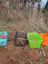 팜모닝 감자·자유게시판 게시글 이미지