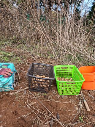 권오정님의 감자 · 자유게시판 작성글 사진