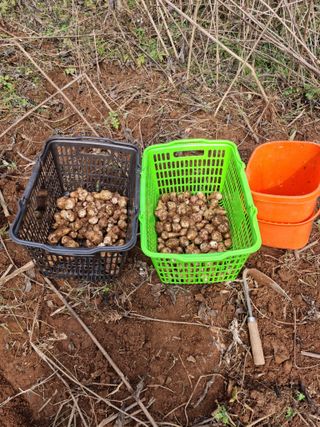 권오정님의 감자 · 자유게시판 작성글 사진