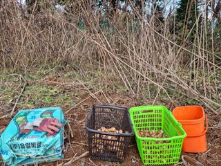 권오정님의 감자 · 자유게시판 작성글 사진